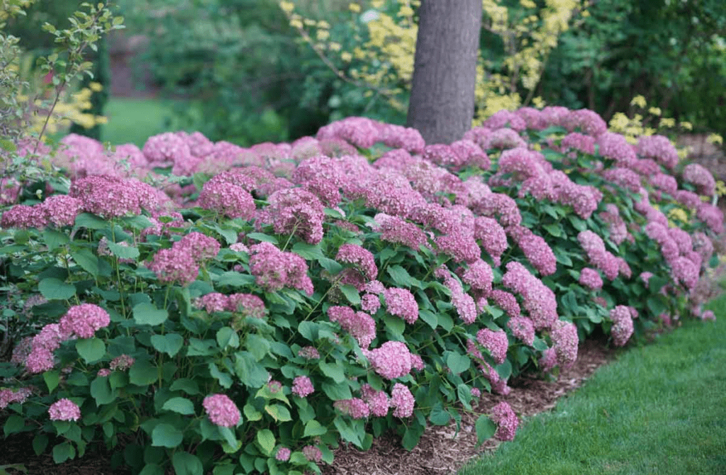 Best Ornamental Shrubs for Your Yard