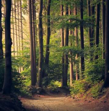 How Much Should You Water Your Trees? forest trees