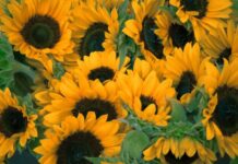 Beautify Your Garden and Buy Plants Near You