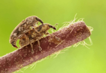 Common Insects in the Southwest