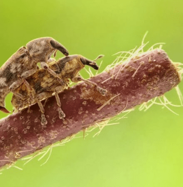 Common Insects in the Southwest